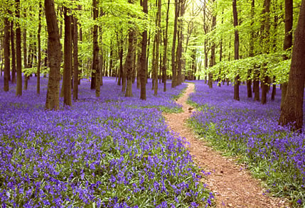 Bluebell Walk